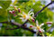 Zure citroen boom Citrus limon h 130 cm st. omtrek 12,5 cm