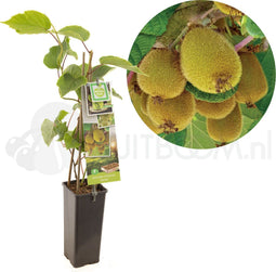 Kiwiplant - Kiwi Actinidia chinensis 'Jenny' - fruitstruik - zelfbestuivend - kleinfruit - ca. 60 cm hoog