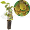 Kiwiplant - Kiwi Actinidia chinensis 'Jenny' - fruitstruik - zelfbestuivend - kleinfruit - ca. 60 cm hoog