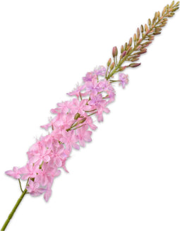 Silk-ka Kunstbloem-Zijden Bloem Eremurus Steel Roze 107 cm