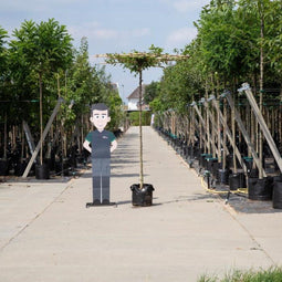 Haagbeuk vierkant dak - Carpinus betulus 200 cm stamhoogte (10 - 14 cm stamomtrek)