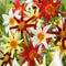 Plant in a Box - Dahlia 'Honka Mix' - set van 6 - zomerbloeiers - dahliaknollen - tuinbloemen - Wit / Rood / Geel