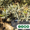 Olijfboom Verdial Olea europaea Verdial 210 cm