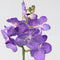 Plant in a Box - Vanda Magic XXL - Koningsblauw - Hoogte 90cm