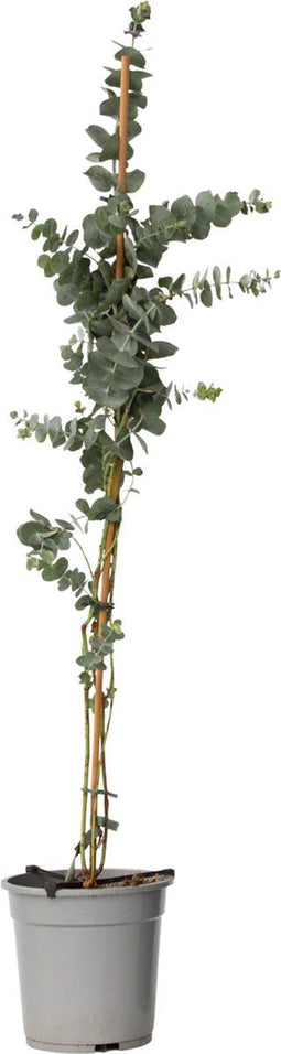 Plant in a Box - Eucalyptus cinerea 'Silver Dollar' - Winterharde Eucalyptus - Pot 19cm - Hoogte 90-110cm