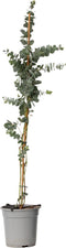 Plant in a Box - Eucalyptus cinerea 'Silver Dollar' - Winterharde Eucalyptus - Pot 19cm - Hoogte 90-110cm