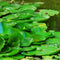 Customize it - Tuindoek wilde vijver 210x140cm