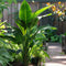Plant in a Box - Ravenala madagascariensis - Set van 6 - Reizigerspalm - Familie van Strelitziaceae - Palm - Pot 9cm - Hoogte 25-40cm
