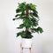 Plant in a Box - Monstera Monkey Mask - Mosstok - Rimpelgatenplant - Groene kamerplant - Pot 16cm - Hoogte 60-70cm