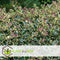 Plant in a Box - Ilex Argentea Marginata - Set van 2 - Groenblijvende tuinplant - kleur uw herfst- en wintertuin - Pot 17cm - Hoogte 25-35cm