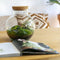 Growing Concepts DIY Duurzaam Ecosysteem Bol - H30xØ18cm