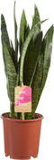 Sanseveria, vrouwentong - Set van 2 - Fachjan - Groene Plant- Hoogte 50 cm