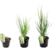 Plant in a Box - Panicum virgatum - Panicum northwind siergras winterhard - Pot 23cm - Hoogte 40-60cm