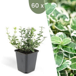 Plants by Frank | 60 Bonte Kardinaalsmuts Planten | Euonymus 'Emerald 'n Gaity' | Winterharde bodembedekker planten | tuinplanten | Winterharde vaste planten meerjarig | Winterharde tuinplanten