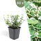 Plants by Frank | 60 Bonte Kardinaalsmuts Planten | Euonymus 'Emerald 'n Gaity' | Winterharde bodembedekker planten | tuinplanten | Winterharde vaste planten meerjarig | Winterharde tuinplanten