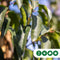 Portugese laurier leiboom 150 cm | Prunus lusitanica 6-10 cm 150 cm| Bomenbezorgd.nl