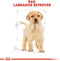 Royal Canin Labrador Retriever Puppy - Hondenbrokken - 12 kg