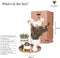 Kolibri Company | Gift set Christmas gold | Plantenset met witte Phalaenopsis Orchidee en Succulenten incl. keramieken sierpotten