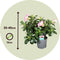 Plant in a Box - Adenium Obesum Pink Star - Roze Woestijnroos - Bloeiende Woestijnroos - Pot 13cm - Hoogte 30-40cm
