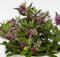 Plant in a Box - Hebe All Blooms 'Samona' - Roze - Hebe - Set van 3 - Tuinplant - Winterhard - Pot 13cm - Hoogte 30-35cm