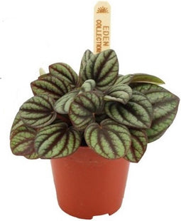 Goed & Groen - Peperomia albovittata 'Piccolo Banda' - ↨ 10cm - Potmaat 6 - Exclusieve Kwaliteit Planten - Kamer Plant - Kamerplanten - Sfeer - Interieur