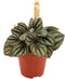 Goed & Groen - Peperomia albovittata 'Piccolo Banda' - ↨ 10cm - Potmaat 6 - Exclusieve Kwaliteit Planten - Kamer Plant - Kamerplanten - Sfeer - Interieur