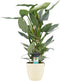 Philodendron Grey - Pyramide in ELHO Round (soap) ↨ 70cm - hoge kwaliteit planten