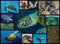 WWF puzzel - zeeschildpad - 1000 stukjes