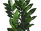Kamerplant van Botanicly – Zamioculcas – Hoogte: 70 cm
