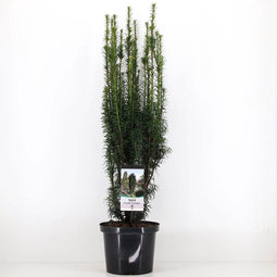 Taxus baccata fastigiata 60-80 cm