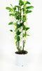 Dendrobium Nobile Apollon 3T – ↨ 50cm – ⌀ 12cm