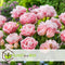 Plant in a Box - Tulipa Dreamer - Tulpenbollen x20 - Bloembollen voor Tuin, Terras of Balkon