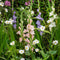 Plant in a Box - Gladiolus - Mix van 60 - Gladiolus bloembollen - Rijkbloeiende gladiolen in pastel kleuren - Zomertuin - Zomerbloeiers