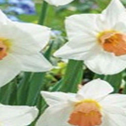 JUB - Narcissus Charming Lady