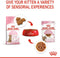Royal Canin Kitten Sterilised Gravy - Kitten-Kattenvoer - 12x85 g