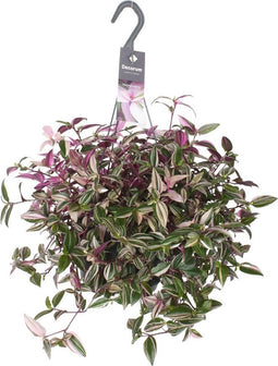 Goed & Groen - Tradescantia Fluminensis Quadricolor - ↨ 40cm - Potmaat 17 - Exclusieve Kwaliteit Planten - Kamer Plant - Kamerplanten - Sfeer - Interieur