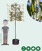 Portugese laurier leiboom 150 cm | Prunus lusitanica 6-10 cm 150 cm| Bomenbezorgd.nl