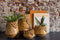J-Line Sanseveria+Pot Kunststof Grn/Terracotta Small Assortiment Van 2