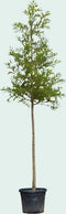 Moerascipres Taxodium distichum 500 cm