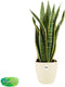 Sansevieria Trifasciata Laurentii met Elho brussels Soap - 60 cm, Ø 17 cm