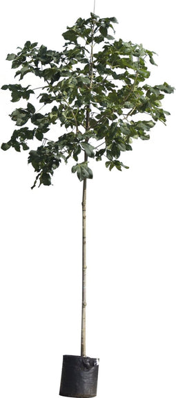 Rode paardenkastanje | Aesculus c. 'Briotii' 6-10 cm | Bomenbezorgd.nl