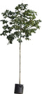 Rode paardenkastanje | Aesculus c. 'Briotii' 6-10 cm | Bomenbezorgd.nl