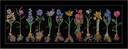 Thea Gouverneur - Borduurpakket met telpatroon - 1087.05 - Voorgesorteerde DMC Garens - Voorjaarsbollen - Zwart Aida - 32 cm x 91 cm - DIY Kit
