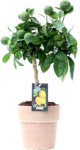 Citrus Red Lime in Verona pot