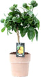 Citrus Red Lime in Verona pot