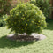 vidaXL - Plantenring - Ø60/90 - cm - in - roestvrij - staal