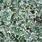 Plants by Frank | 1 strekkende meter bonte Kardinaalsmuts heg | 6x Euonymus fortunei 'Emerald Gaiety' Ø12 cm - 20 cm | winterharde haagplanten | Groenblijvende haag | Tuinplanten | Planten