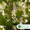 Laurierkers hoogstam 400 cm | Prunus laurocerasus 14-18 cm | Bomenbezorgd.nl