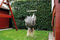 Small Foot - Houten Trapezeschommel met Gymnastiekringen Black Line
