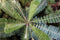 Growing Concepts DIY Duurzaam Ecosysteem Weckpot 5L - Planten - Biophytum Sensitivum - H28xØ18cm